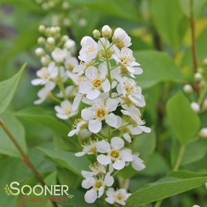 <em>Prunus</em> <strong>CANADA RED CHOKECHERRY</strong>: