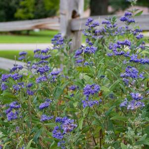 <em>Caryopteris</em> <strong>PETIT BLEU™ BLUEBEARD</strong>: