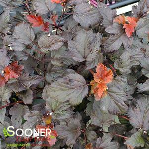 <em>Physocarpus</em> <strong>COPPERTINA® NINEBARK</strong>: