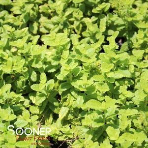 <em>Veronica</em> <strong>TREHANE SPEEDWELL</strong>: