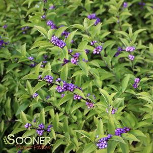 <em>Callicarpa</em> <strong>EARLY AMETHYST BEAUTYBERRY</strong>: