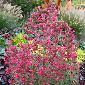 <em>Agastache</em> <strong>RASPBERRY SUMMER HYSSOP</strong>: