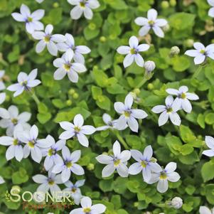 <em>Pratia</em> <strong>BLUE STAR CREEPER</strong>: