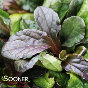 <em>Ajuga</em> <strong>BRONZE BEAUTY AJUGA</strong>: