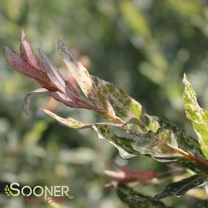 <em>Salix</em> <strong>DAPPLED WILLOW</strong>: