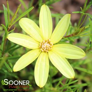 <em>Coreopsis</em> <strong>MOONBEAM TICKSEED</strong>: