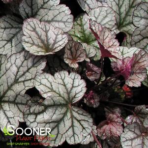 <em>Heuchera</em> <strong>SILVER SCROLLS CORAL BELLS</strong>: