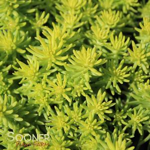<em>Sedum</em> <strong>ANGELINA SEDUM</strong>: