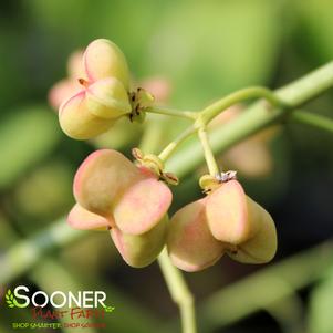 <em>Euonymus</em> <strong>WINTERBERRY EUONYMUS</strong>: