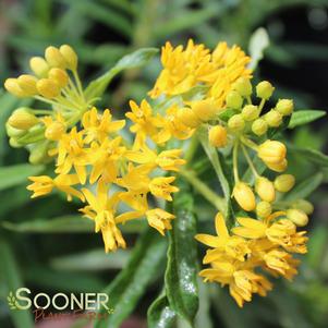 <em>Asclepias</em> <strong>GAY BUTTERFLIES BUTTERFLY MILKWEED</strong>: