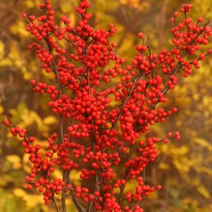 <em>Ilex</em> <strong>BERRY HEAVY® WINTERBERRY HOLLY</strong>: