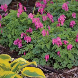 <em>Dicentra</em> <strong>KING OF HEARTS BLEEDING HEART</strong>: