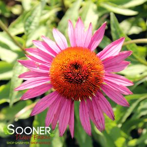 <em>Echinacea</em> <strong>GREEN EYES CONEFLOWER</strong>: