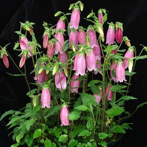 <em>Campanula</em> <strong>BOWL OF CHERRIES BELLFLOWER</strong>: