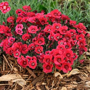 <em>Dianthus</em> <strong>EASTERN STAR DIANTHUS</strong>: