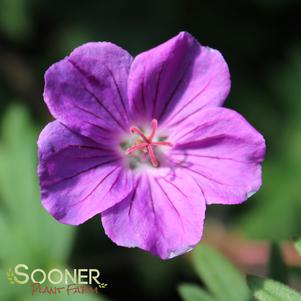 <em>Geranium</em> <strong>TINY MONSTER CRANESBILL GERANIUM</strong>: