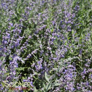 <em>Perovskia</em> <strong>LITTLE SPIRE RUSSIAN SAGE</strong>: