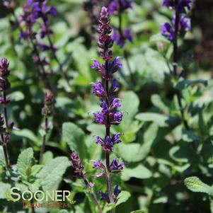 <em>Salvia</em> <strong>CARADONNA MEADOW SAGE</strong>: