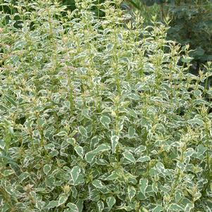 <em>Caryopteris</em> <strong>SNOW FAIRY BLUEBEARD</strong>: