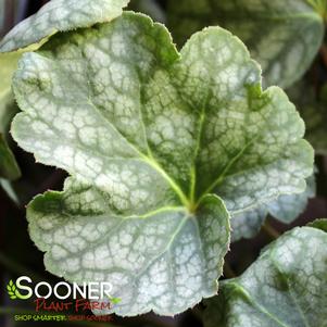<em>Heuchera</em> <strong>GREEN SPICE CORAL BELLS</strong>: