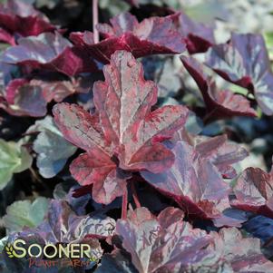 <em>Heuchera</em> <strong>OBSIDIAN CORAL BELLS</strong>: