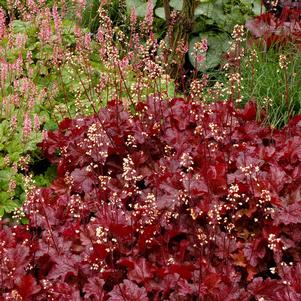 <em>Heuchera</em> <strong>SPARKLING BURGUNDY CORAL BELLS</strong>: