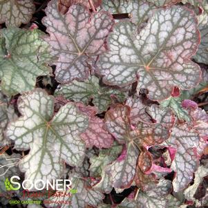 <em>Heuchera</em> <strong>VELVET NIGHT CORAL BELLS</strong>: