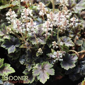 <em>Tiarella</em> <strong>CROW FEATHER FOAM FLOWER</strong>: