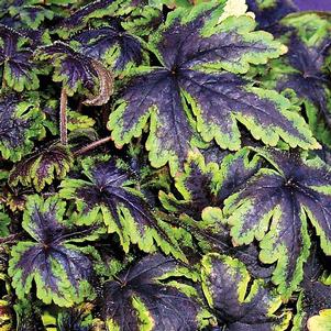 <em>Tiarella</em> <strong>NEON LIGHTS FOAM FLOWER</strong>: