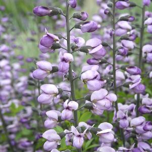 <em>Baptisia</em> <strong>PURPLE SMOKE WILD INDIGO</strong>: