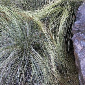 <em>Carex</em> <strong>FROSTED CURLS SEDGE</strong>: