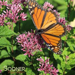 <em>Eupatorium</em> <strong>LITTLE JOE JOE PYE WEED</strong>: