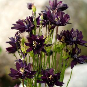 <em>Aquilegia</em> <strong>CLEMENTINE DARK PURPLE COLUMBINE</strong>: