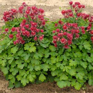 <em>Aquilegia</em> <strong>CLEMENTINE RED COLUMBINE</strong>: