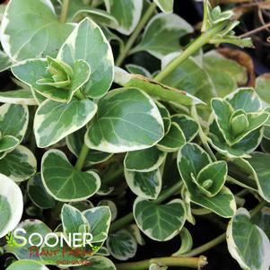 <em>Vinca</em> <strong>VARIEGATED VINCA MAJOR</strong>: