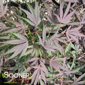<em>Acer</em> <strong>RED CLOUD JAPANESE MAPLE</strong>: