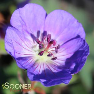 <em>Geranium</em> <strong>ROZANNE CRANESBILL GERANIUM</strong>: