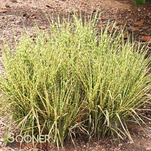 <em>Miscanthus</em> <strong>GOLD BAR MAIDEN GRASS</strong>: