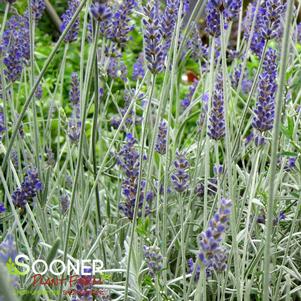 <em>Lavandula</em> <strong>SAWYER'S LAVENDER</strong>:
