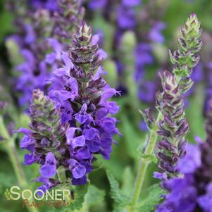 <em>Salvia</em> <strong>MARCUS MEADOW SAGE</strong>: