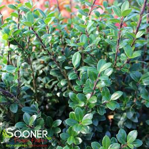 <em>Ilex</em> <strong>SKY BOX® JAPANESE HOLLY</strong>: