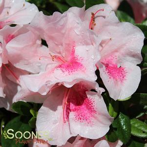 <em>Rhododendron</em> AUTUMN CHIFFON® ENCORE® AZALEA: 