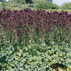 <em>Aquilegia</em> <strong>BLACK BARLOW COLUMBINE</strong>: