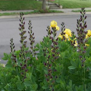 <em>Baptisia</em> <strong>TWILITE PRAIRIEBLUES® FALSE INDIGO</strong>: