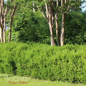 <em>Buxus</em> <strong>WINTERGREEN JAPANESE BOXWOOD</strong>: