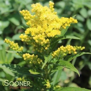 <em>Solidago</em> <strong>LITTLE LEMON GOLDENROD</strong>: