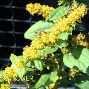 <em>Solidago</em> <strong>GOLDEN FLEECE GOLDENROD</strong>: