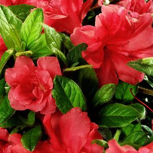 <em>Rhododendron</em> <strong>AUTUMN MONARCH® ENCORE® AZALEA</strong>: