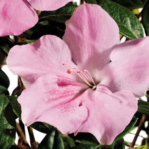 <em>Rhododendron</em> <strong>AUTUMN SWEETHEART® ENCORE® AZALEA</strong>: