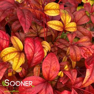 <em>Nandina</em> <strong>FIREPOWER NANDINA</strong>:
